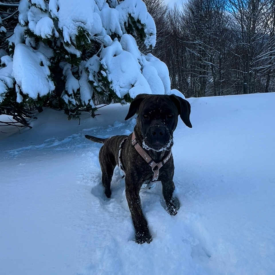 Saïka participe au concours pour gagner de l'argent avec cette photo : animal, boxer, bulldog, canine, dog, fir, frenchbulldog, ice, nature, outdoors, pet, plant, pointer, pug, puppy, snow, storm, tree, weather, winter