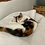 Pupuce participe au concours pour gagner de l'argent avec cette photo : animal, bed, calico, cat, cozy, curled_up, cute, domestic, feline, fluffy, fur, indoor, peaceful, pet, quiet, relaxing, resting, sleeping, soft, white