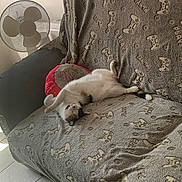 Pupuce participe au concours pour gagner de l'argent avec cette photo : animal, blanket, cat, comfort, couch, cozy, fabric, fan, floor, fur, home, indoor, pattern, pet, pillow, relaxed, resting, sleeping, stretching, tile
