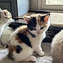 abyssinian, angora, animal, cat, fireplace, hardwood, indoors, kitten, manx, person, pet, siamese, sleeping, stainedwood, window, wood