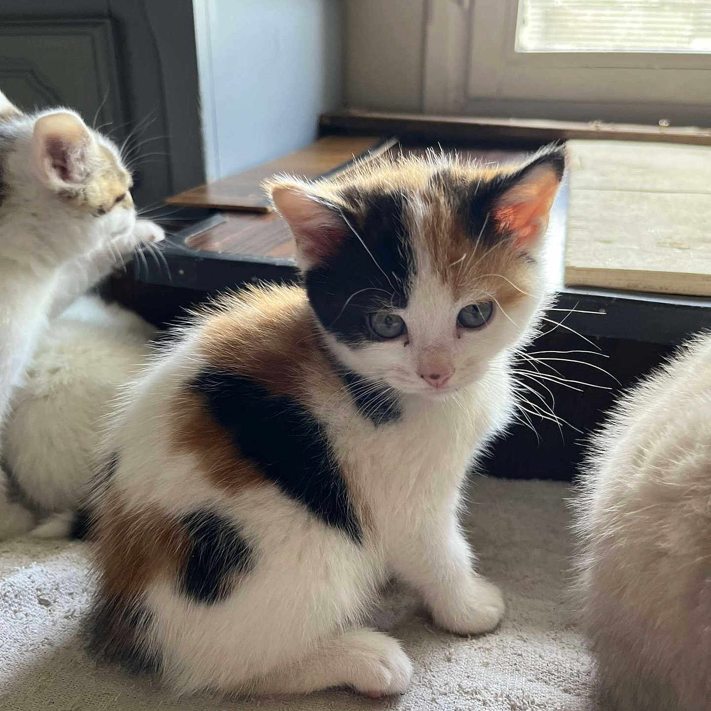 Pupuce a rejoint le concours — aidez-le/la à gagner de superbes lots ! abyssinian, angora, animal, cat, fireplace, hardwood, indoors, kitten, manx, person, pet, siamese, sleeping, stainedwood, window, wood
