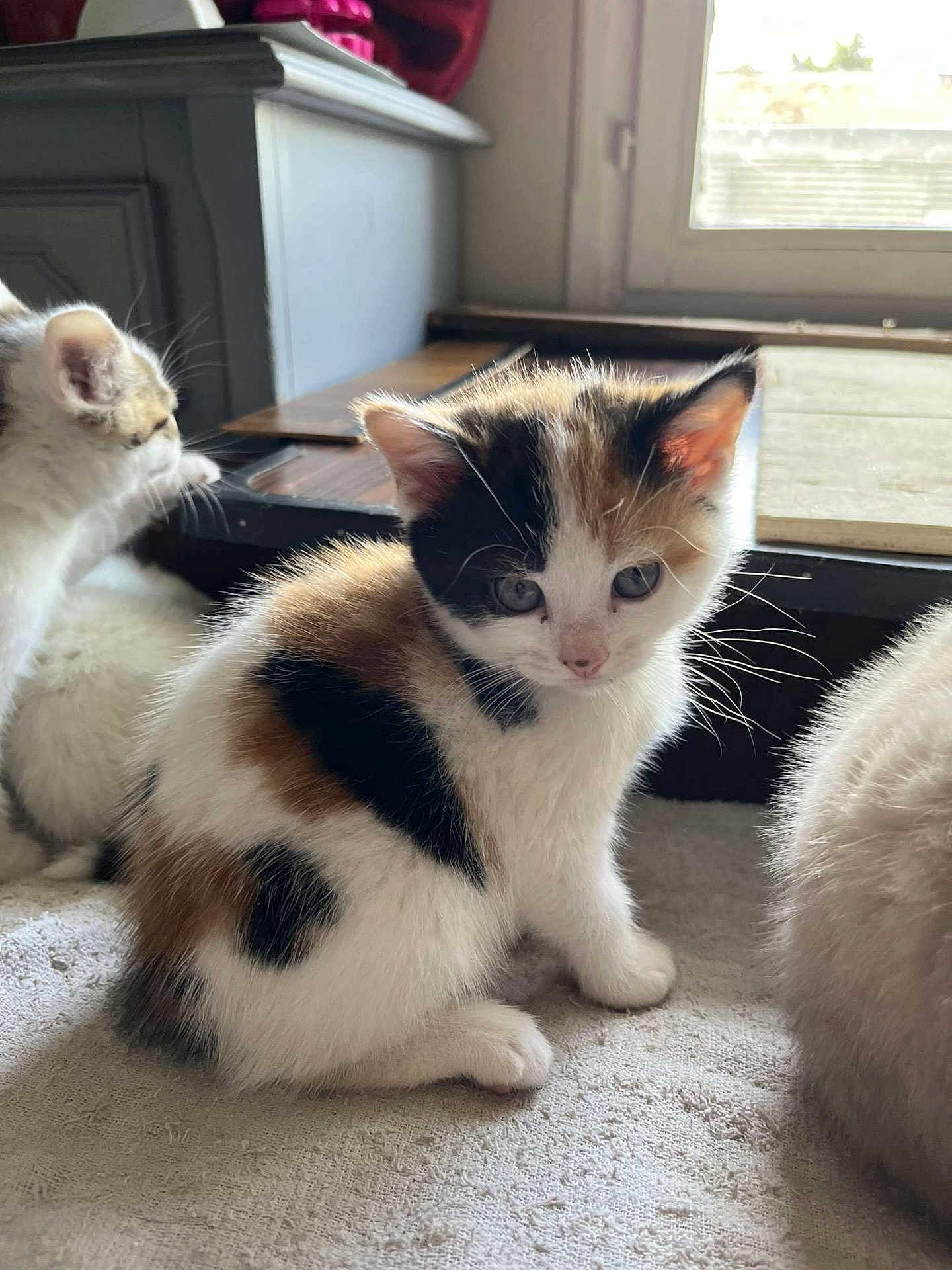 Pupuce a rejoint le concours — aidez-le/la à gagner de superbes lots ! abyssinian, angora, animal, cat, fireplace, hardwood, indoors, kitten, manx, person, pet, siamese, sleeping, stainedwood, window, wood