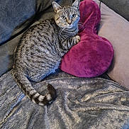 Chipie participe au concours pour gagner de l'argent avec cette photo : animal, architecture, blanket, building, cat, chair, couch, cushion, furniture, homedecor, indoors, kitten, linen, livingroom, person, pet, purple, room, sleeping, velvet