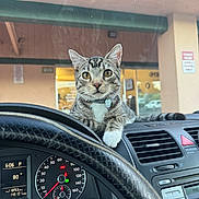 Ricky joined the competition — help win amazing prizes! cat, tabby_cat, dashboard, car_interior, steering_wheel, speedometer, parking_lot, window, curious, pet_collar, indoor, vehicle, pet, animal, yellow_eyes, feline, resting, front_view, close_up, daytime