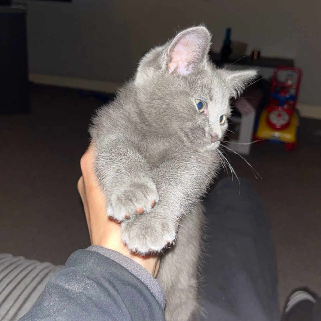 Toby is registered to the contest to win money with this photo: animal, burger_king_logo, carpet, curious, cute, domestic_cat, furniture, furry, gray_cat, hand, holding, indoor, kitten, living_room, person, pet, sleeve, television, toy, young_cat