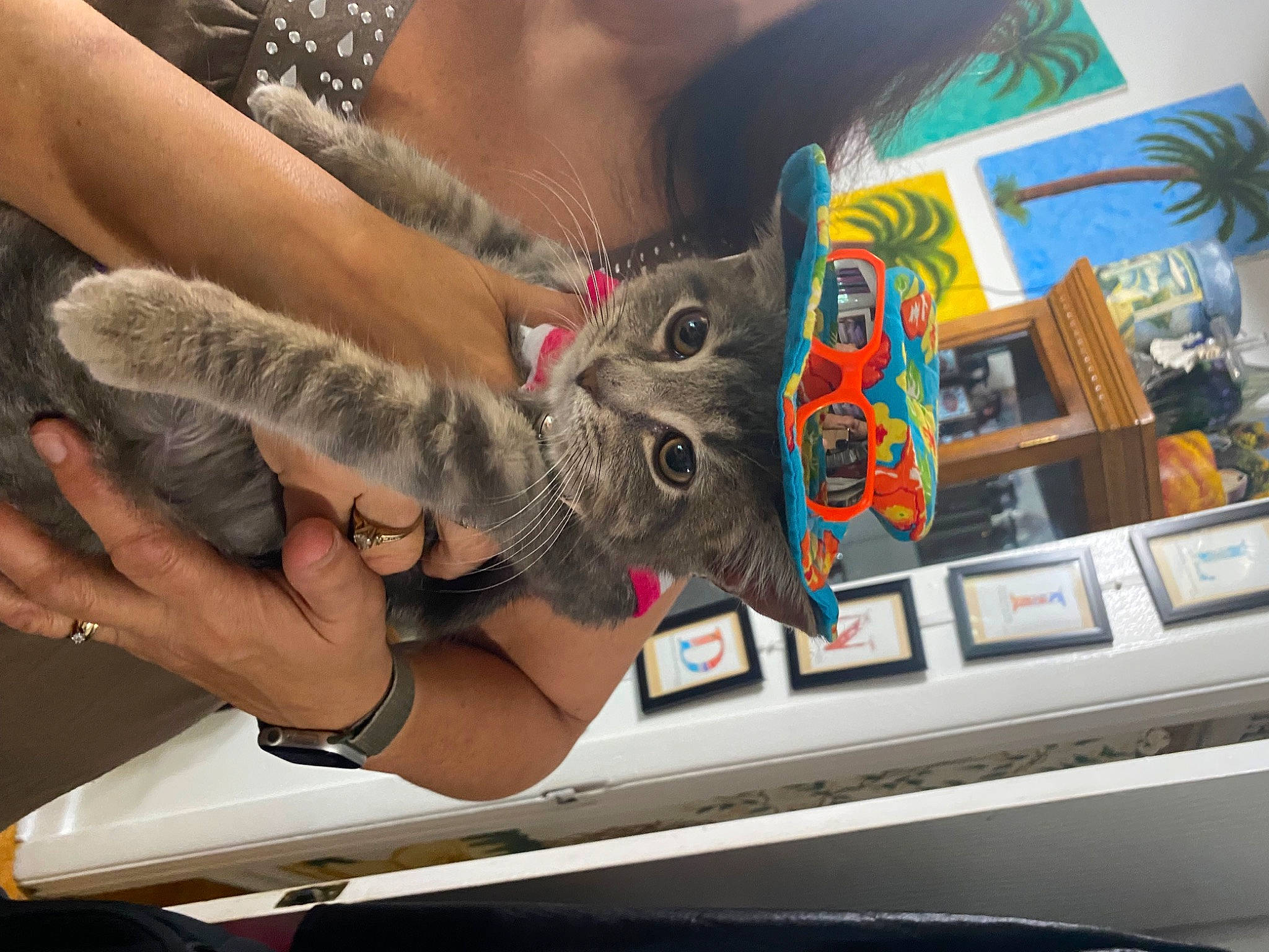 Skyler joined the competition — help win amazing prizes! art, bookcase, cat, claw, computer_monitor, felidae, finger, fur, houseplant, nail, picture_frame, publication, room, shelf, shelving, small_to_medium_sized_cats, thumb, visual_arts, whiskers, wrist