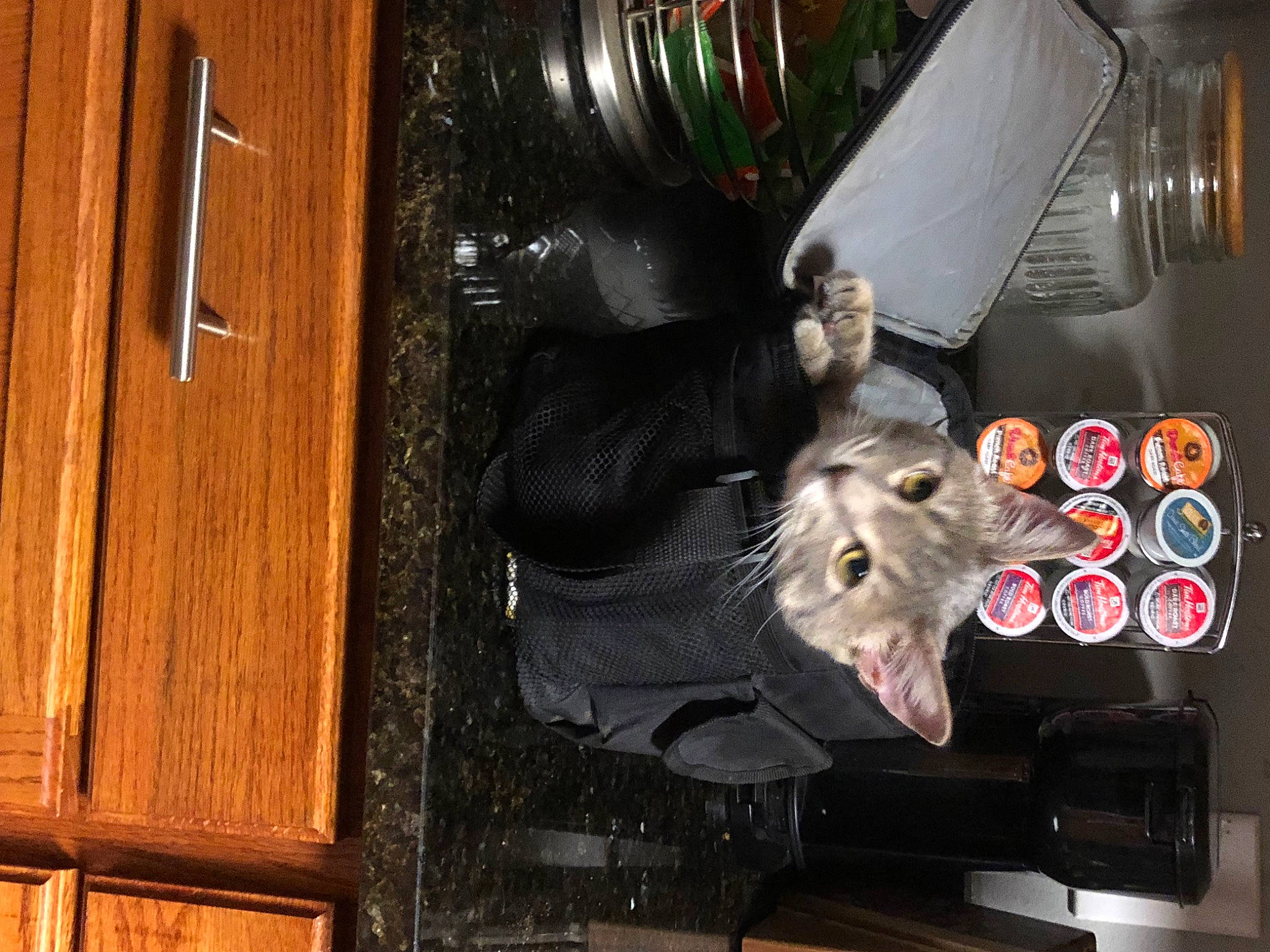 Skyler joined the competition — help win amazing prizes! audio_equipment, auto_part, automotive_tire, computer_hardware, drawer, electrical_wiring, felidae, hardwood, machine, plank, room, toy, trunk, varnish, vehicle, wire, wood, wood_stain