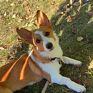 Penny joined the competition — help win amazing prizes! animal, canine, collar, corgi, cute, dog, ears, fall, garden, grass, leaf, leash, lying_down, nature, outdoor, pet, playful, puppy, sunlight, young