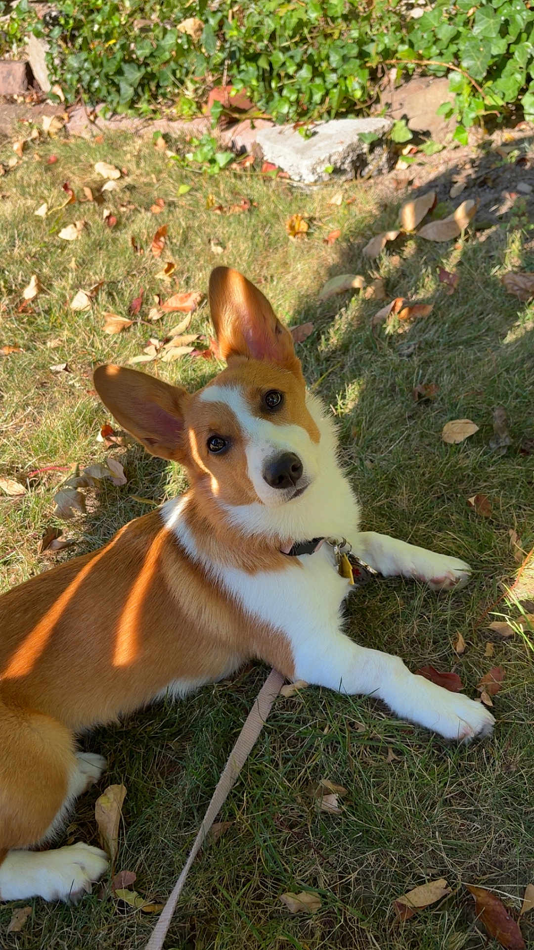 Penny