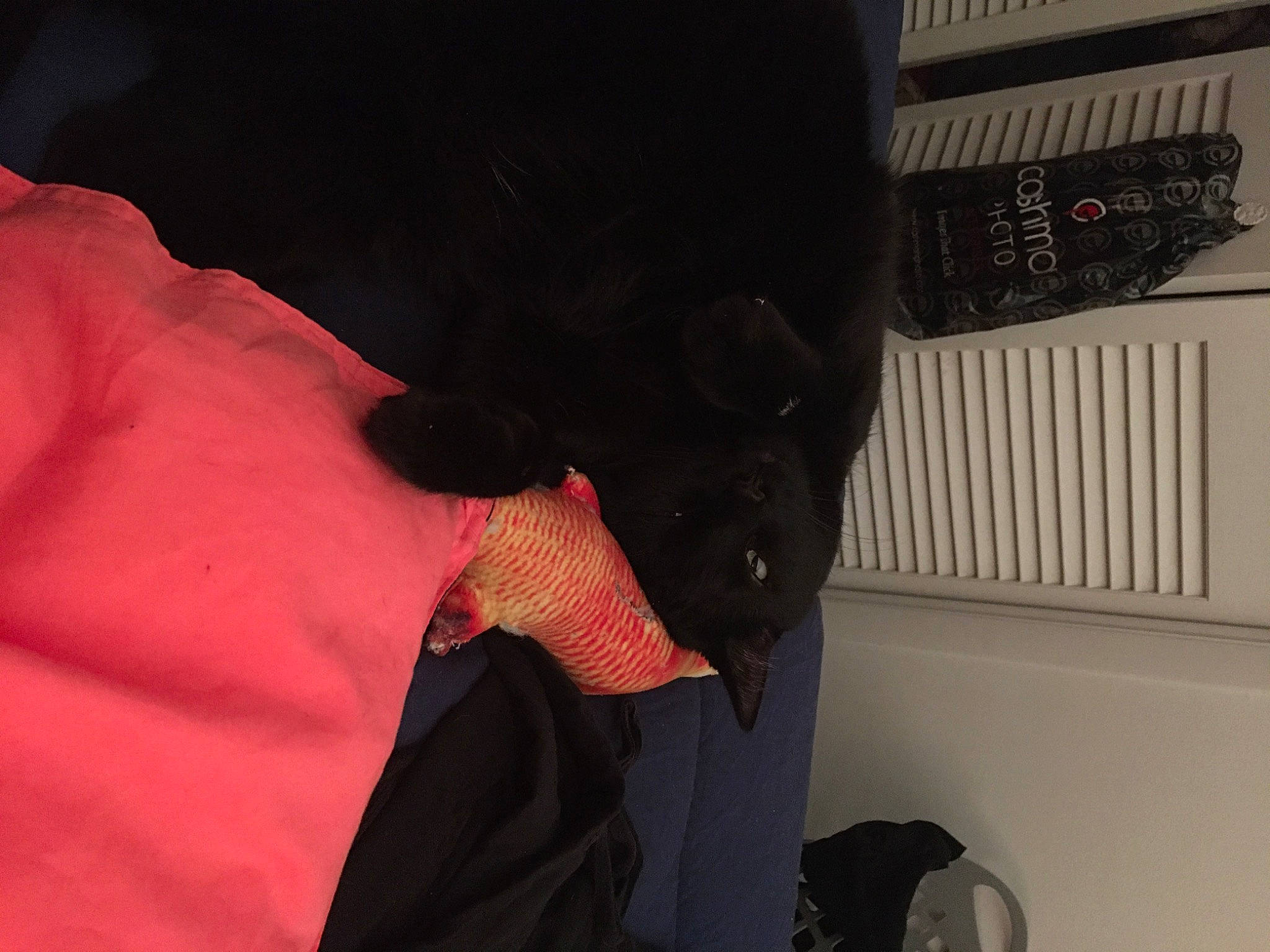 Whiskey is registered to the contest to win money with this photo: bag, carmine, carnivore, comfort, companion_dog, dog, dog_breed, fur, gesture, guard_dog, luggage_and_bags, magenta, personal_protective_equipment, room, sleeve, sporting_group, t_shirt, tail, wrist