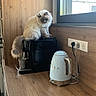 cat, coffee_machine, kitchen, countertop, electric_kettle, window, wooden_surface, dried_plants, indoor, pet, fluffy, feline, appliance, cord, plug, natural_light, domestic, household, calm, resting
