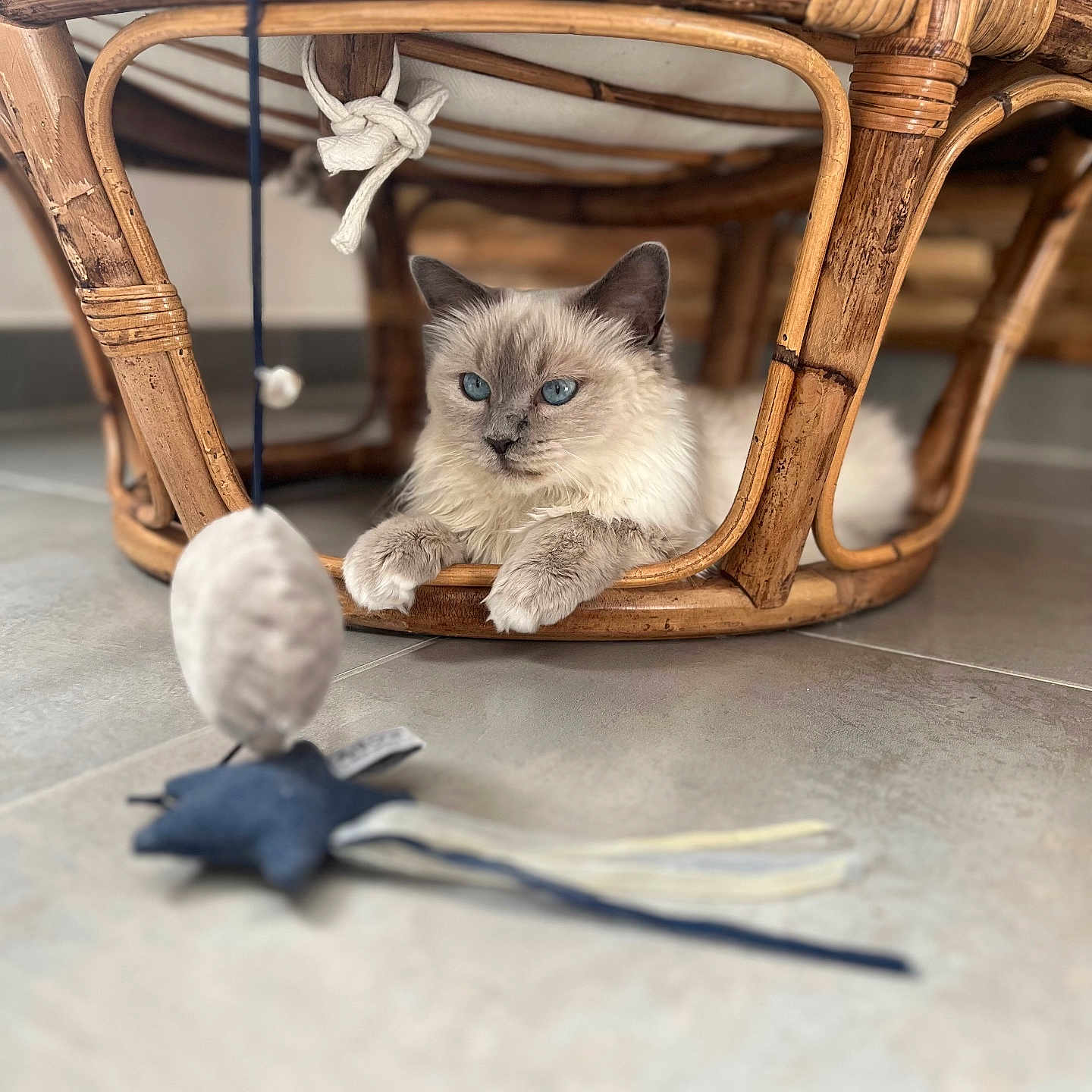 Talia a rejoint le concours — aidez-le/la à gagner de superbes lots ! cat, blue_eyes, fluffy_fur, wooden_chair, toy_mouse, indoor, floor_tiles, pet, furniture, playful, relaxed, animal, cute, focus, homedecor, curious, resting, natural_light, closeup, cozy