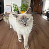 Talia participe au concours pour gagner de l'argent avec cette photo : cat, blue_eyes, fluffy, indoor, wooden_table, walking, pet, animal, feline, domestic_cat, blurred_background, plant, home_interior, fur, whiskers, ears, nose, table_surface, curious, closeup
