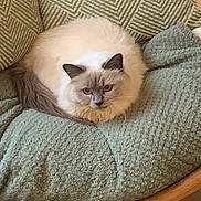Talia participe au concours pour gagner de l'argent avec cette photo : cat, fluffy, cream_color, dark_ears, dark_tail, cushion, green_cushion, wicker_chair, indoor, pet, resting, fur, cozy, relaxed, looking_at_camera, animal, home, cute, small, comfortable