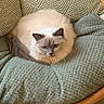 cat, fluffy, cream_color, dark_ears, dark_tail, cushion, green_cushion, wicker_chair, indoor, pet, resting, fur, cozy, relaxed, looking_at_camera, animal, home, cute, small, comfortable