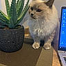 Talia participe au concours pour gagner de l'argent avec cette photo : cat, aloe_vera, plant, pot, table, mat, laptop, screen, indoor, fur, curious, cream_color, dark_ears, dark_paws, spiky, textured_pot, technology, desk, office, home