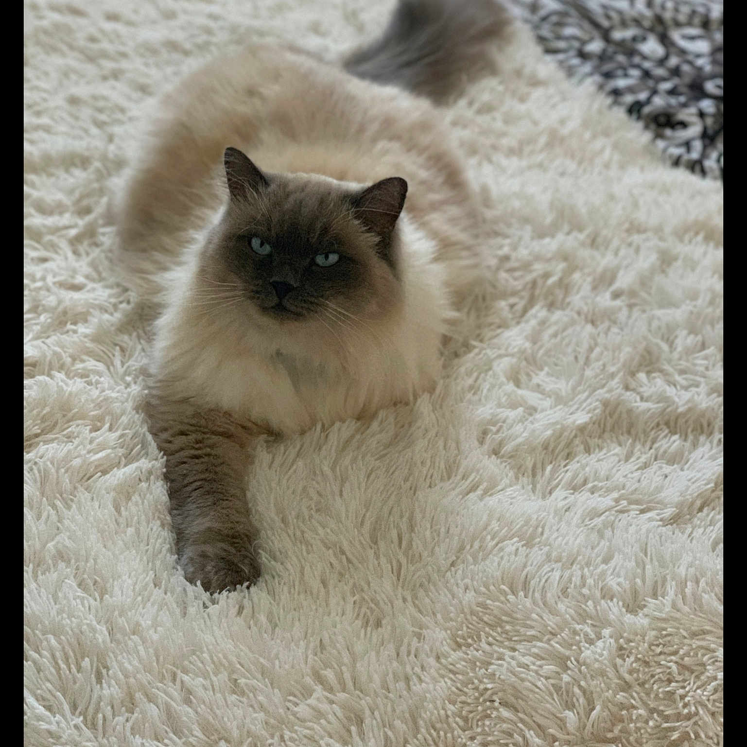 Moka participe au concours pour gagner de l'argent avec cette photo : angora, animal, blanket, cat, homedecor, kitten, manx, pet, quilt, siamese, white