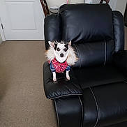 Bella Marie is registered to the contest to win money with this photo: animal, armrest, black_leather_chair, canine, carpet, chair, companion, cute, dog, domestic, door, fur_collar, furniture, indoor, jacket, looking_at_camera, pet, room, small_dog, table