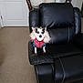 animal, armrest, black_leather_chair, canine, carpet, chair, companion, cute, dog, domestic, door, fur_collar, furniture, indoor, jacket, looking_at_camera, pet, room, small_dog, table