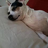 Bella Marie is registered to the contest to win money with this photo: animal, closeup, comfort, cozy, cute, dog, domestic, ears, fur, indoors, nap, peaceful, pet, pillow, red, relaxing, resting, sleeping, snout, white