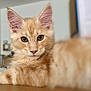 cat, orange_tabby, feline, pet, animal, fur, whiskers, ears, eyes, table, indoor, blurred_background, cute, relaxed, curious, closeup, portrait, domestic, mammal, resting