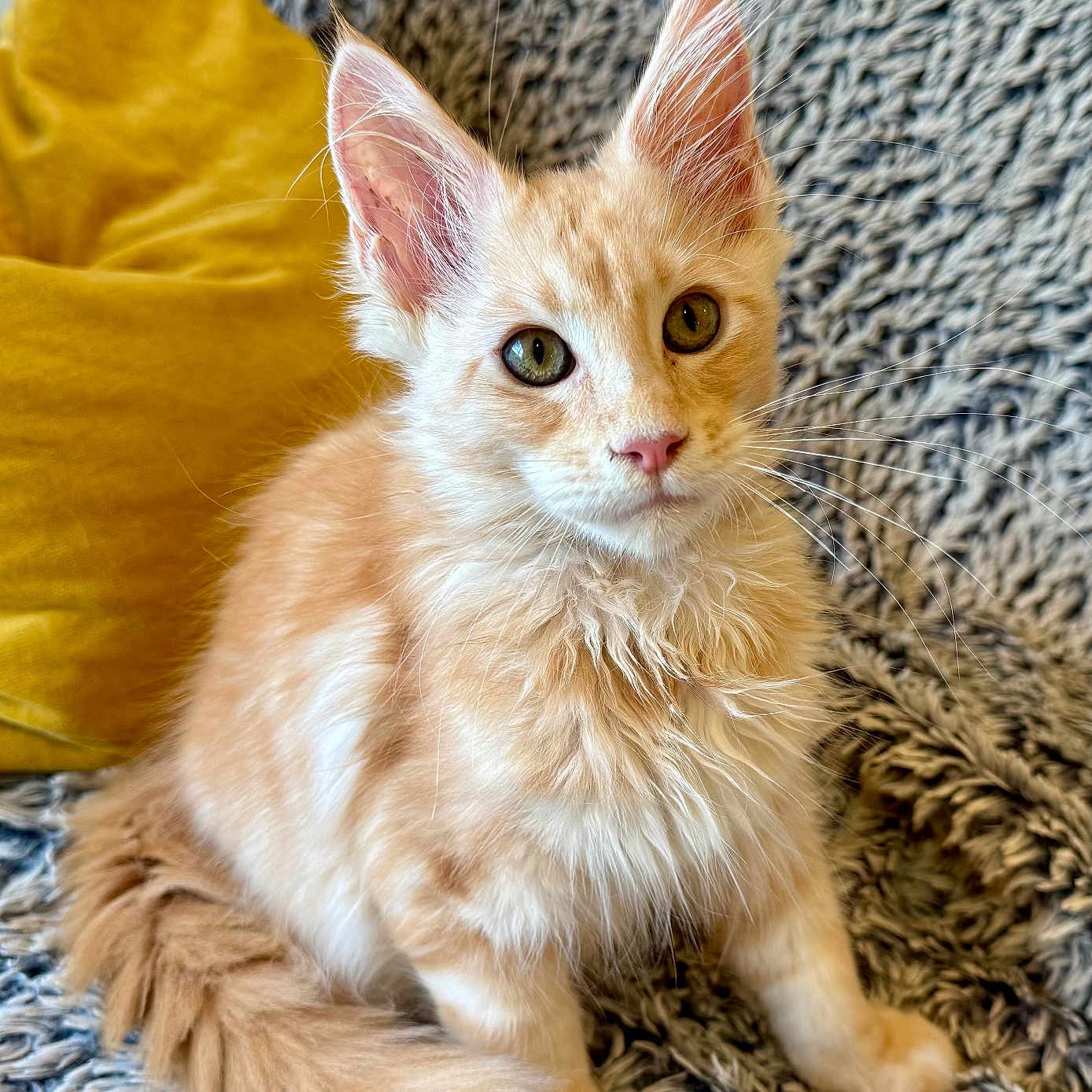 Astonn a rejoint le concours — aidez-le/la à gagner de superbes lots ! animal, blanket, cat, closeup, cozy, curious, cute, domestic_cat, ears, feline, fluffy, fur, indoor, kitten, orange_cat, pet, pillow, sitting, whiskers, young