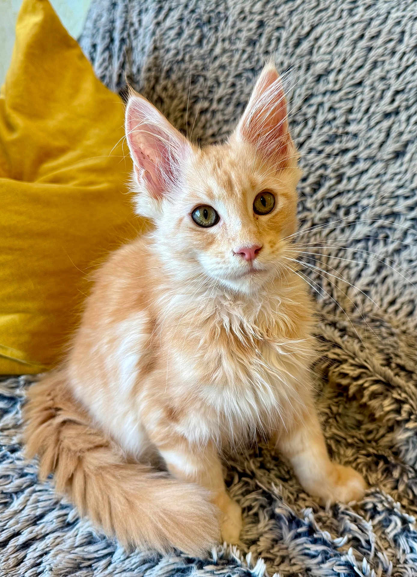 Astonn a rejoint le concours — aidez-le/la à gagner de superbes lots ! kitten, cat, orange_cat, fluffy, ears, whiskers, fur, pet, indoor, blanket, pillow, curious, cute, animal, young, sitting, closeup, domestic_cat, feline, cozy