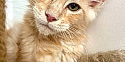 Astonn participe au concours pour gagner de l'argent avec cette photo : cat, close_up, cozy, cream_color, curious, cute, ears, face, feline, fluffy, fur, green_eyes, indoor, kitten, paws, pet, resting, soft, whiskers, young