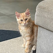 Astonn participe au concours pour gagner de l'argent avec cette photo : animal, carpet, cat, couch, curious, cute, domestic_animal, ears, floor, fur, furniture, home, indoor, kitten, orange_tabby, paws, pet, portrait, whiskers, young_cat
