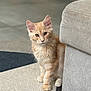 animal, carpet, cat, couch, curious, cute, domestic_animal, ears, floor, fur, furniture, home, indoor, kitten, orange_tabby, paws, pet, portrait, whiskers, young_cat