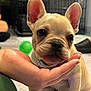 puppy, dog, french_bulldog, hand, toy, green_ball, crate, floor, indoor, pet, cute, animal, young_dog, close_up, snout, ears, collar, paw, domestic_animal, interaction