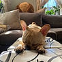 dog, french_bulldog, sleeping, table, sunlight, living_room, cushion, sofa, curtains, window, plants, stuffed_animal, brown, white, black, cozy, indoor, relaxing, pet, napping