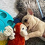 dog, puppy, french_bulldog, toy, plush_toy, monkey_toy, rope_toy, carpet, rug, floor, tile_floor, pet_toy, indoor, playful, cute, pet, animal, ear, paw, closeup