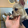 dog, puppy, french_bulldog, hand, paw, indoor, chair, mirror, light, person, tattoo, closeup, pet, cute, animal, small_dog, face, ear, holding, soft_light