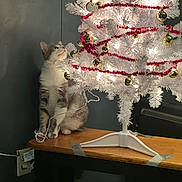 Xena joined the competition — help win amazing prizes! cat, christmas_tree, white_tree, ornaments, gold_balls, red_garland, lights, table, curious, indoor, decorations, holiday, festive, pet, animal, domestic_cat, feline, looking_up, wooden_table, cozy