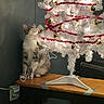 cat, christmas_tree, white_tree, ornaments, gold_balls, red_garland, lights, table, curious, indoor, decorations, holiday, festive, pet, animal, domestic_cat, feline, looking_up, wooden_table, cozy