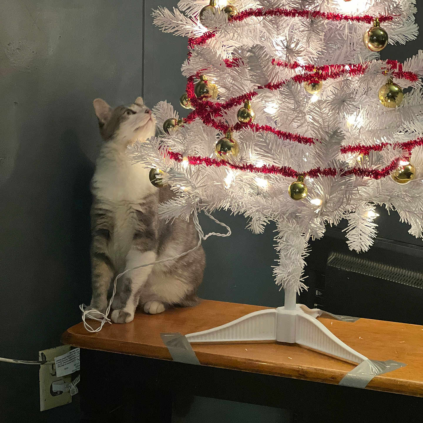 Xena joined the competition — help win amazing prizes! cat, christmas_tree, white_tree, ornaments, gold_balls, red_garland, lights, table, curious, indoor, decorations, holiday, festive, pet, animal, domestic_cat, feline, looking_up, wooden_table, cozy