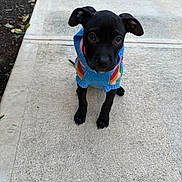 Sage joined the competition — help win amazing prizes! adorable, animal, black_dog, canine, colorful_clothing, concrete, curious, cute, dog, ears_up, looking_up, outdoor, pet, puppy, sidewalk, sitting, small_dog, sweater, walkway, young_dog