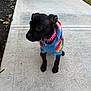 Sage is registered to the contest to win money with this photo: animal, black_dog, canine, colorful_clothing, concrete, curious, cute, daylight, dog, grass, outdoor, pet, pink_collar, puppy, sidewalk, sitting, small_dog, soil, sweater, young_dog