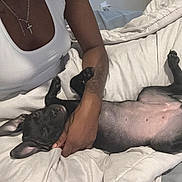 Sage joined the competition — help win amazing prizes! dog, black_dog, person, arm, tattoo, white_tank_top, bed, blanket, bedding, indoor, relaxed, pet, animal, comfort, sleeping, hand, resting, skin, fur, cute