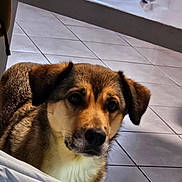 Naya joined the competition — help win amazing prizes! animal, brown_fur, canine, companion, cup, curious, dog, domestic_animal, ears, face, floor, indoor, looking, pet, quiet, snout, soft_light, table, tile_floor, white_fur