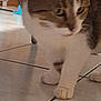 Ice Tea a rejoint le concours — aidez-le/la à gagner de superbes lots ! cat, feline, tabby_cat, paw, paw_pad, whiskers, tiled_floor, indoor, pet, close_up, curious_expression, white_fur, brown_fur, walking, nose, eyes, blur, home_interior, shadow, furniture