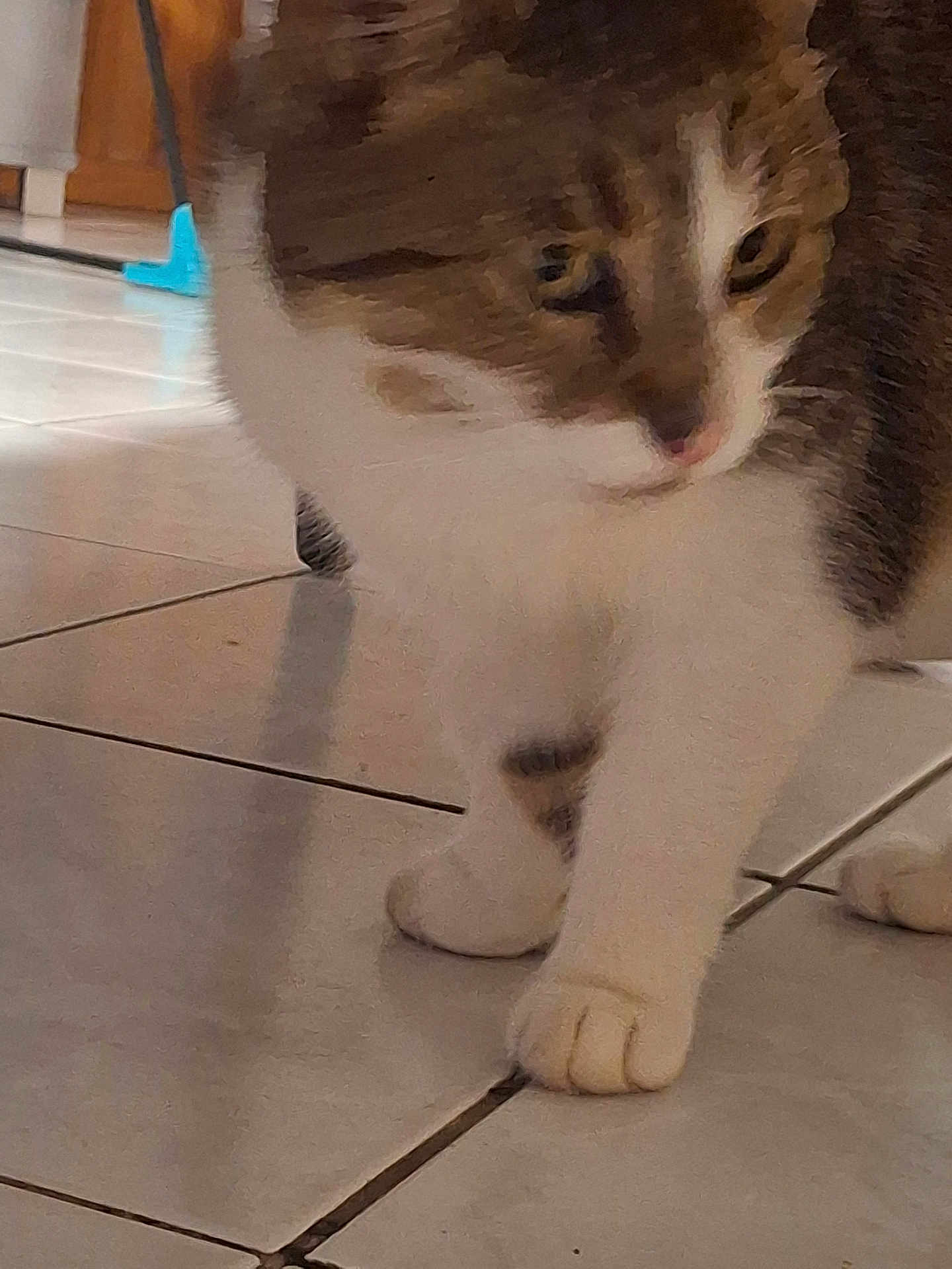 Ice Tea a rejoint le concours — aidez-le/la à gagner de superbes lots ! cat, feline, tabby_cat, paw, paw_pad, whiskers, tiled_floor, indoor, pet, close_up, curious_expression, white_fur, brown_fur, walking, nose, eyes, blur, home_interior, shadow, furniture
