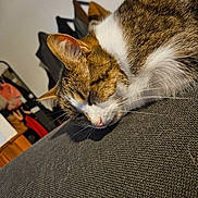 Ice Tea participe au concours pour gagner de l'argent avec cette photo : cat, sleeping, nap, tabby, white_fur, whiskers, ear, couch, upholstery, fabric_texture, pet, indoor, closeup, resting, cozy, home_interior, furniture, domestic_cat, fur, relaxation
