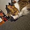 cat, closeup, couch, cozy, domestic_cat, ear, fabric_texture, fur, furniture, home_interior, indoor, nap, pet, relaxation, resting, sleeping, tabby, upholstery, whiskers, white_fur
