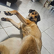 Naya participe au concours pour gagner de l'argent avec cette photo : belly, black_fur, brown_fur, canine, dog, ears, furniture_leg, head, home, indoor, living_room, looking_at_camera, lying_down, paw, paw_pad, pet, playful, portrait, tile_floor, tiles