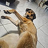 belly, black_fur, brown_fur, canine, dog, ears, furniture_leg, head, home, indoor, living_room, looking_at_camera, lying_down, paw, paw_pad, pet, playful, portrait, tile_floor, tiles