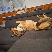 Naya participe au concours pour gagner de l'argent avec cette photo : dog, couch, indoor, relaxed, sleeping, upside_down, pet, animal, wood_paneling, window, pillow, fur, comfortable, canine, resting, living_room, domestic, cozy, home, furniture