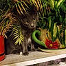 alert, animal, cat, ceramic, flower, foliage, gray_cat, greenery, hidden, houseplants, indoor, jungle, kitten, leaves, pet, photography, portrait, shelf, sitting, watering_can