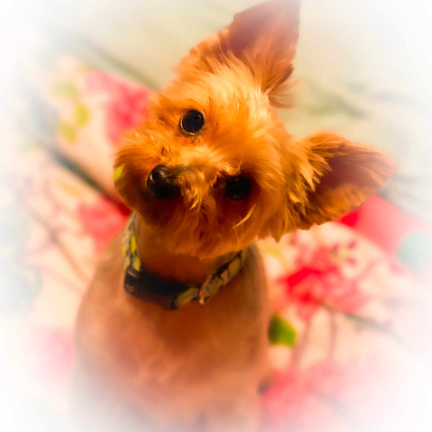 Murphy is registered to the contest to win money with this photo: airedale, animal, canine, cockerspaniel, dog, leash, papillon, pet, poodle, puppy, terrier, whitedog